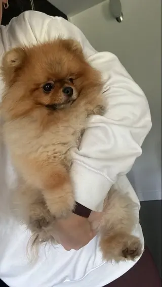 IwAsh  大和駅店所属・shiho .のヘアスタイル