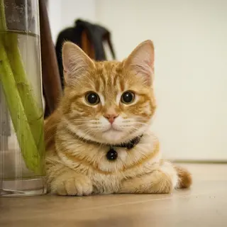 マツエク・マツパ ア メのマツエク・マツパデザイン