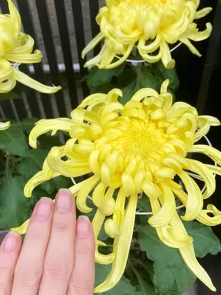 メンズ ネイル ハンドケア&ネイルケア桃の木所属・ケアリスト🍀 マリユキのネイルデザイン