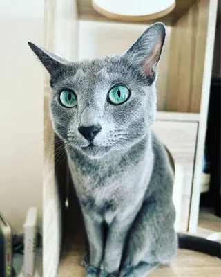 ショート カラー パーマ ヘアアレンジ メンズ キッズ ネイル マツエク・マツパ アイブロウ アニメ,Vオタク× 即効痩せエステサロンのエステ・リラクイメージ