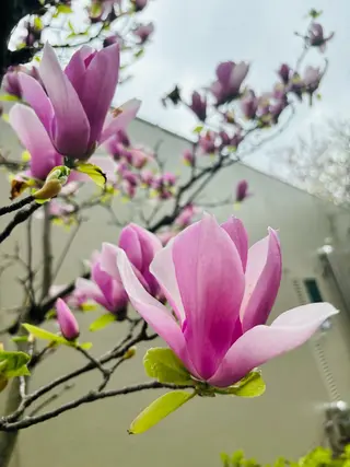 マツエク・マツパ オーロラ所属・AURORA RINAのマツエク・マツパデザイン