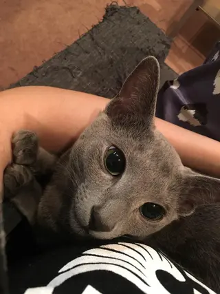 ショート カラー パーマ ヘアアレンジ メンズ キッズ ネイル マツエク・マツパ アニメ,Vオタク× 即効痩せエステサロンのエステ・リラクイメージ