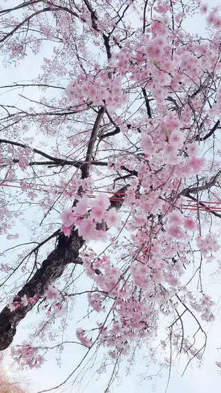 田中 実咲のヘアスタイル