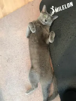 ショート カラー パーマ ヘアアレンジ メンズ キッズ ネイル マツエク・マツパ アニメ,Vオタク× 即効痩せエステサロンのエステ・リラクイメージ