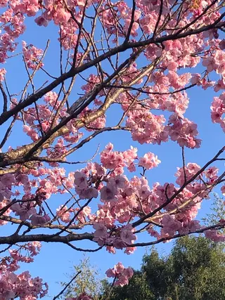 まごころ鍼灸整骨院所属・まごころ鍼灸整骨院 京王堀之内院のエステ・リラクイメージ