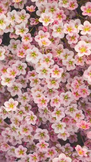 オト/レイヤー/ Wカラーのヘアスタイル