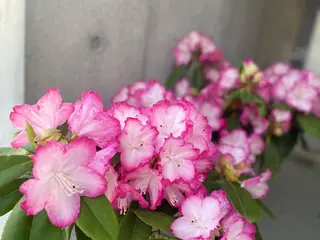 Mandarin Orange所属・毛穴から始める肌メン テマンダリンオレンジのエステ・リラクイメージ