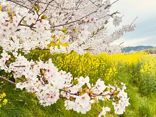 マツエク・マツパ MoaMoa 🩵ᩚsaya🩵ᩚのマツエク・マツパデザイン