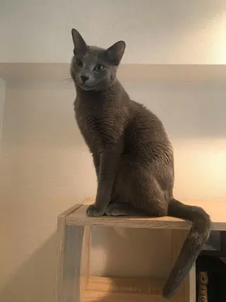 ショート カラー パーマ ヘアアレンジ メンズ キッズ ネイル マツエク・マツパ アニメ,Vオタク× 即効痩せエステサロンのエステ・リラクイメージ