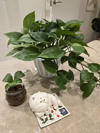 リラクゼーションサロン　Hapi所属・リラクゼーションサロ ンHapiのエステ・リラクイメージ