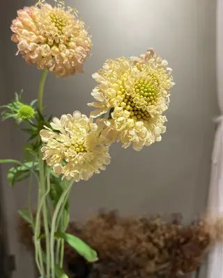 erika /韓国ヘアのヘアスタイル