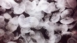 田中 実咲のヘアスタイル