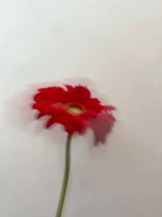 オト/レイヤー/ Wカラーのヘアスタイル