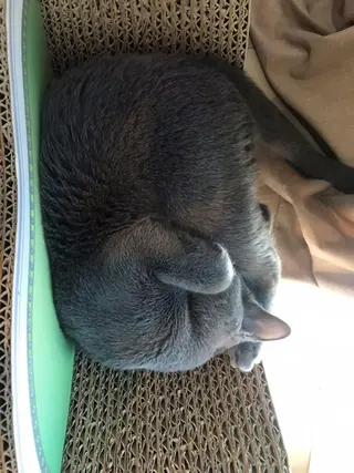 ショート カラー パーマ ヘアアレンジ メンズ キッズ ネイル マツエク・マツパ アイブロウ アニメ,Vオタク× 即効痩せエステサロンのエステ・リラクイメージ