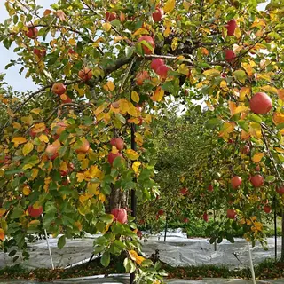 g*rossa高橋 くみこのエステ・リラクイメージ