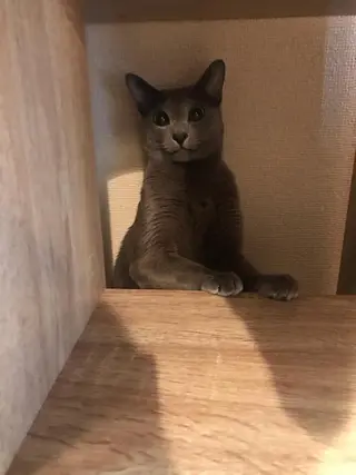 ショート カラー パーマ ヘアアレンジ メンズ キッズ ネイル マツエク・マツパ アニメ,Vオタク× 即効痩せエステサロンのエステ・リラクイメージ