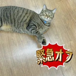 ネイル Nail salon Yumechika所属・Nail salon Yumechikaのネイルデザイン