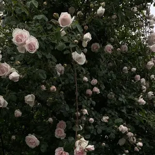 マツエク・マツパ ♡ 美桜 ♡の眉毛・アイブロウイメージ