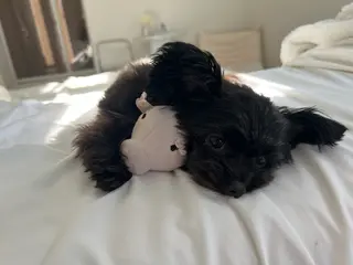 eye salon u-ga所属・eye salon U-ga/中目黒のマツエク・マツパデザイン