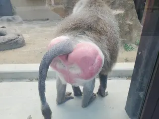 ミディアム GIFT所属・谷 結奈のヘアスタイル