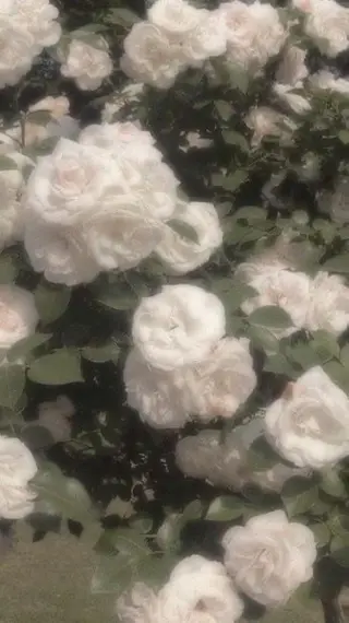 マツエク・マツパ ❤︎ wakana 🐇❤︎のマツエク・マツパデザイン