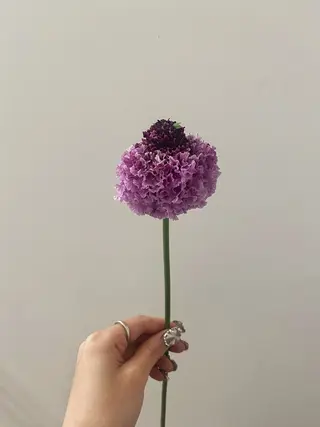 🌻花屋併設🌻濱 幸帆のヘアスタイル