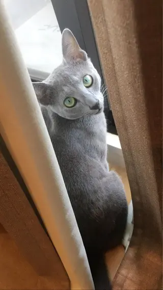 ショート カラー パーマ ヘアアレンジ メンズ キッズ ネイル マツエク・マツパ アニメ,Vオタク× 即効痩せエステサロンのエステ・リラクイメージ