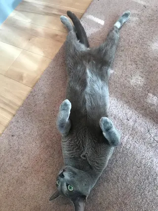 ショート カラー パーマ ヘアアレンジ メンズ キッズ ネイル マツエク・マツパ アニメ,Vオタク× 即効痩せエステサロンのエステ・リラクイメージ