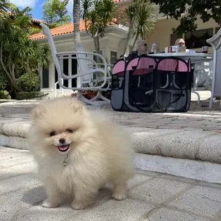 IwAsh  大和駅店所属・shiho .のヘアスタイル