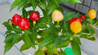 矢野 美希のネイルデザイン