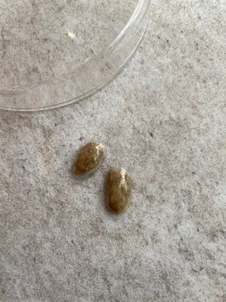 ネイル "achoe" コエ HARUNAのネイルデザイン