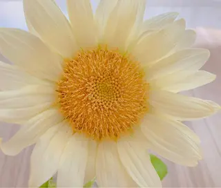 マツエク・マツパ 木場 ＊のマツエク・マツパデザイン