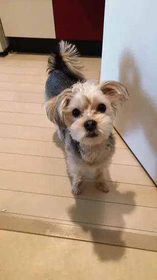 ショート カラー FOLK所属・白髪ぼかしハイライト バレイヤージュヤマトのヘアスタイル