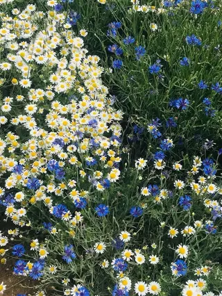 オト/レイヤー/ Wカラーのヘアスタイル