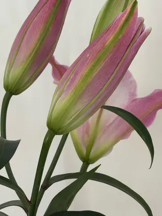 rinanail所属・rina🎀 ご新規様受付中🌷のネイルデザイン