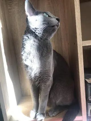 ショート カラー パーマ ヘアアレンジ メンズ キッズ ネイル マツエク・マツパ アイブロウ アニメ,Vオタク× 即効痩せエステサロンのエステ・リラクイメージ