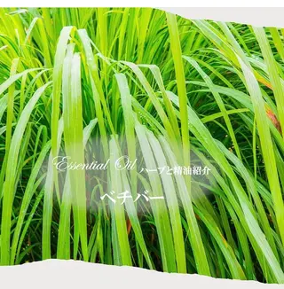 香りの家ローズマリー 🌿アロマリンパのエステ・リラクイメージ