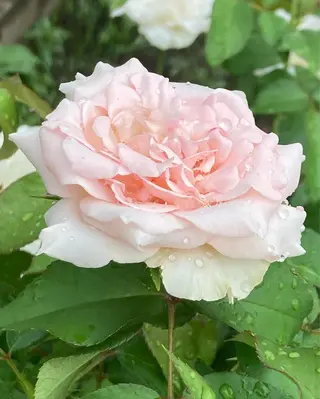 フェイシャルサロン ビアンカガーデンのエステ・リラクイメージ