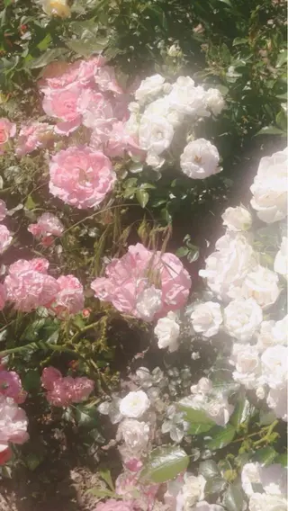 serein 晴空ೀのマツエク・マツパデザイン