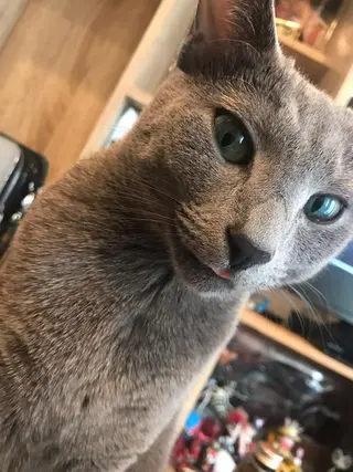 ショート カラー パーマ ヘアアレンジ メンズ キッズ ネイル マツエク・マツパ アニメ,Vオタク× 即効痩せエステサロンのエステ・リラクイメージ