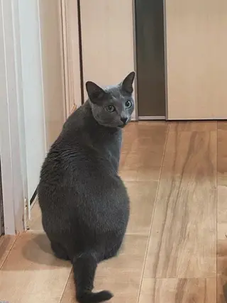 ショート カラー パーマ ヘアアレンジ アニメ,Vオタク× 即効痩せエステサロンのエステ・リラクイメージ