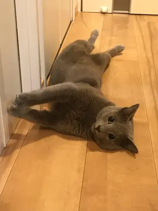 ショート カラー パーマ ヘアアレンジ メンズ キッズ ネイル マツエク・マツパ アイブロウ アニメ,Vオタク× 即効痩せエステサロンのエステ・リラクイメージ