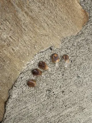 ネイル Angelique 本店 織田のネイルデザイン