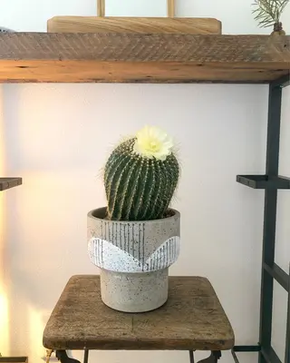 basico  のエステ・リラクイメージ