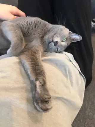 ショート カラー パーマ ヘアアレンジ メンズ キッズ ネイル マツエク・マツパ アニメ,Vオタク× 即効痩せエステサロンのエステ・リラクイメージ