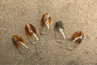 ネイル ネイルロッソ所属・ネイルロッソ 浅草店のネイルデザイン