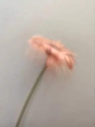 オト/レイヤー/ Wカラーのヘアスタイル