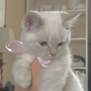 アイブロウ 🩰Misaki🦢 🪞のマツエク・マツパデザイン