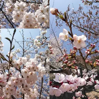 ショート カラー パーマ ヘアアレンジ ネイル キッズ メンズ マツエク・マツパ Beauty&Relaxation MEGUMI所属・MEGUMI megumiのヘアスタイル