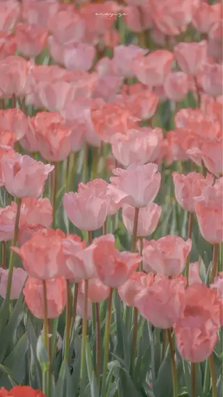 オト/レイヤー/ Wカラーのヘアスタイル